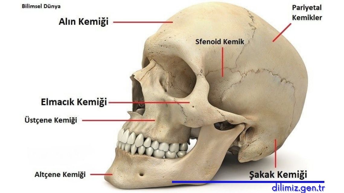 Yüz Anatomisi Kemik Yapısı