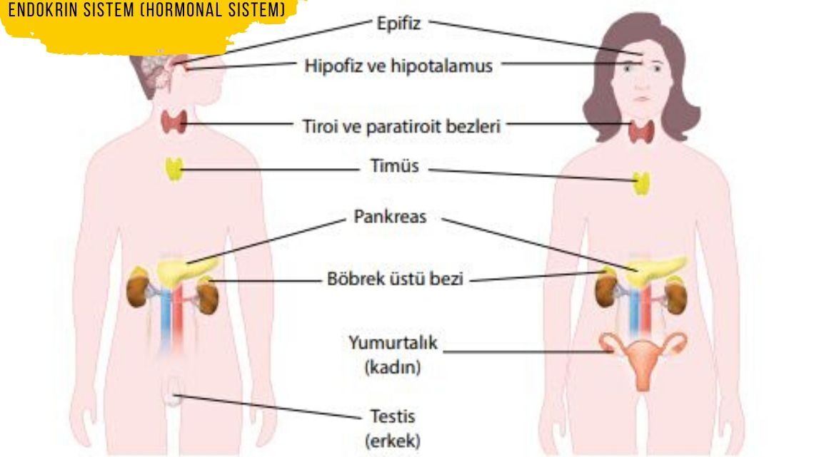 Endokrin sistem (hormonal sistem)