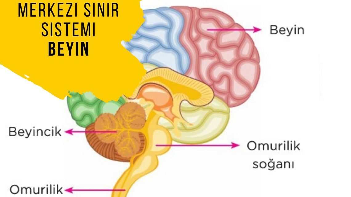 Merkezi sinir sistemi