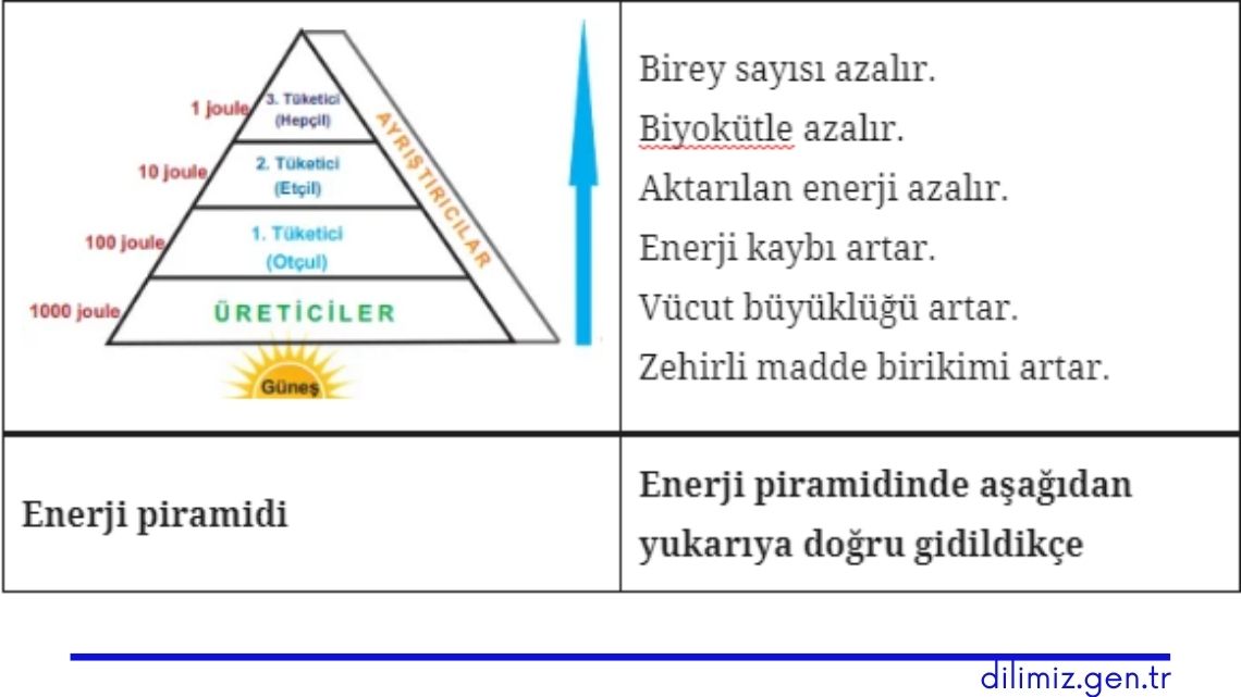 Besin Zincirinde Enerji Akışı