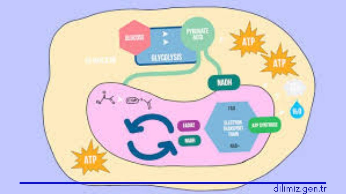 Hücresel Solunum Nedir