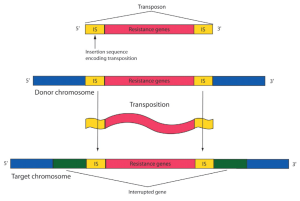 Transpozonların Evrimdeki Rolü Nedir