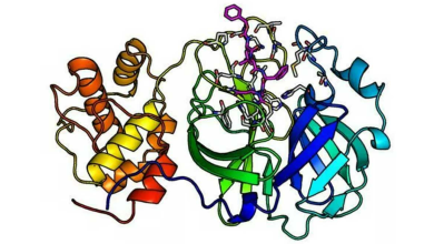 Üçüncül Protein Yapısı Nedir