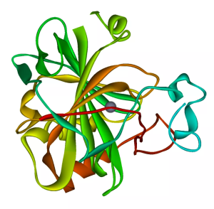 Üçüncül Protein Yapısı Nedir